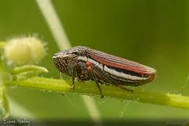 Attēlu rezultāti vaicājumam “Capsodes gothicus imago”