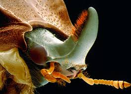 Attēlu rezultāti vaicājumam “Sinodendron cylindricum”