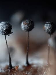 Attēlu rezultāti vaicājumam “Collaria arcyrionema”