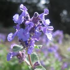 Attēlu rezultāti vaicājumam “Nepeta x faassenii leaf”