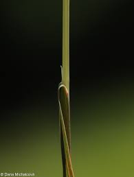 Attēlu rezultāti vaicājumam “Agrostis canina”