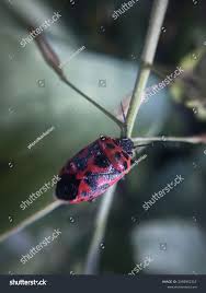 Attēlu rezultāti vaicājumam “Eurydema dominulus”