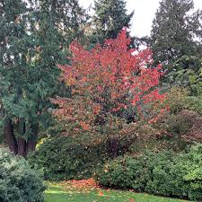 Attēlu rezultāti vaicājumam “Hamamelis japonica”