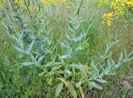 Attēlu rezultāti vaicājumam “Isatis tinctoria”