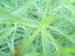 Attēlu rezultāti vaicājumam “Galium verum leaf”