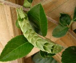 Attēlu rezultāti vaicājumam “Melanchra persicariae larva”