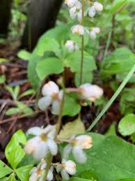 Attēlu rezultāti vaicājumam “Pyrola rotundifolia leaf”