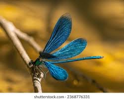 Attēlu rezultāti vaicājumam “Calopteryx virgo”