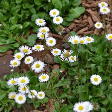 Attēlu rezultāti vaicājumam “Bellis perennis bud”