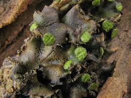 Attēlu rezultāti vaicājumam “Preissia quadrata”