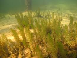 Attēlu rezultāti vaicājumam “Myriophyllum spicatum”