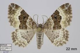 Attēlu rezultāti vaicājumam “Epirrhoe alternata”