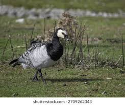 Attēlu rezultāti vaicājumam “Branta leucopsis”