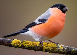 Attēlu rezultāti vaicājumam “Pyrrhula pyrrhula”