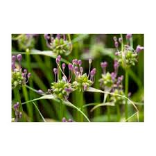 Attēlu rezultāti vaicājumam “Allium oleraceum bud”