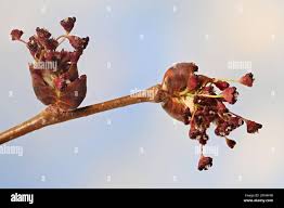 Attēlu rezultāti vaicājumam “Ulmus laevis flower”