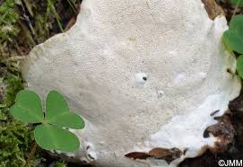 Attēlu rezultāti vaicājumam “Heterobasidion parviporum”