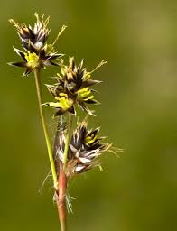 Attēlu rezultāti vaicājumam “Luzula campestris fruit”