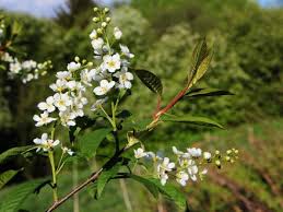 Attēlu rezultāti vaicājumam “Padus avium”