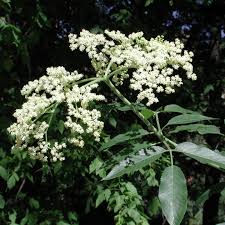 Attēlu rezultāti vaicājumam “Sambucus”
