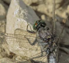 Attēlu rezultāti vaicājumam “Orthetrum cancellatum male”
