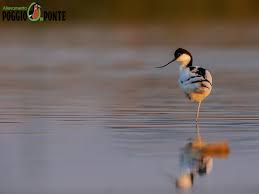 Attēlu rezultāti vaicājumam “Recurvirostra avosetta”