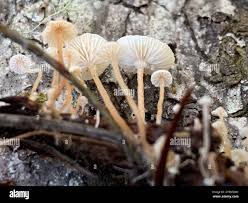 Attēlu rezultāti vaicājumam “Collybia cirrhata”