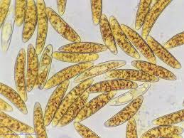 Attēlu rezultāti vaicājumam “Neocudoniella albiceps”