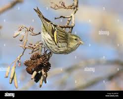 Attēlu rezultāti vaicājumam “Carduelis spinus female”