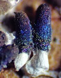 Attēlu rezultāti vaicājumam “Diachea leucopodia young”