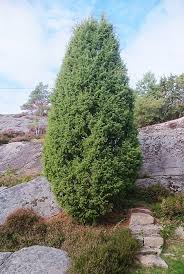 Attēlu rezultāti vaicājumam “Juniperus communis”
