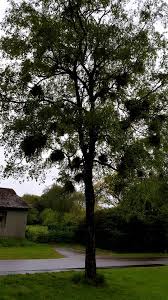 Attēlu rezultāti vaicājumam “Taphrina betulina”