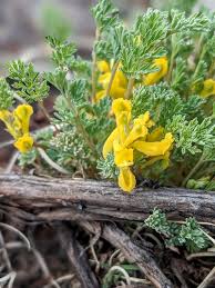 Attēlu rezultāti vaicājumam “Corydalis intermedia fruit”