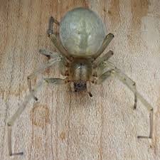 Attēlu rezultāti vaicājumam “Cheiracanthium sp.”