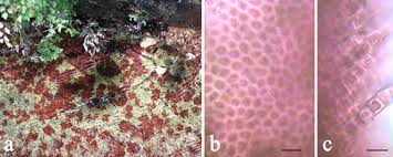 Attēlu rezultāti vaicājumam “Hildenbrandia rivularis”