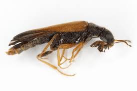 Attēlu rezultāti vaicājumam “Hylecoetus dermestoides”