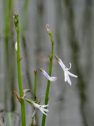Attēlu rezultāti vaicājumam “Lobelia dortmanna flower”