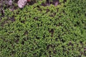 Attēlu rezultāti vaicājumam “Tortula lingulata”