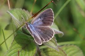 Attēlu rezultāti vaicājumam “Maculinea alcon eggs”