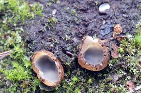 Attēlu rezultāti vaicājumam “Geopora arenicola”