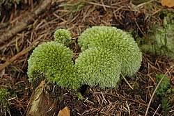 Attēlu rezultāti vaicājumam “Leucobryum glaucum”
