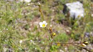 Attēlu rezultāti vaicājumam “Linum catharticum flower”