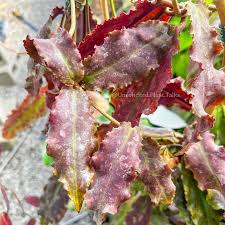 Attēlu rezultāti vaicājumam “Hydria undulata”