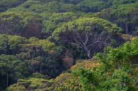 Image result for синхараджа