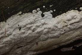 Attēlu rezultāti vaicājumam “Cinereomyces lindbladii”