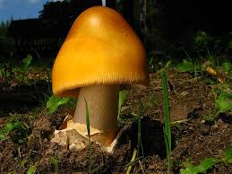 Attēlu rezultāti vaicājumam “Amanita crocea”