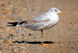 Image result for Chroicocephalus genei