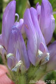 Attēlu rezultāti vaicājumam “Astragalus danicus flower”