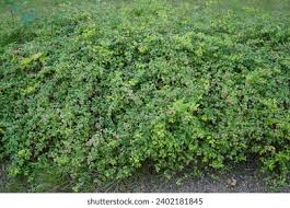 Attēlu rezultāti vaicājumam “Symphoricarpos x chenaultii”