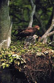 Attēlu rezultāti vaicājumam “Aquila pomarina adult”